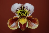 /album/galerie-de-photos-orchidees/orchidees-2009-8-jpg1/